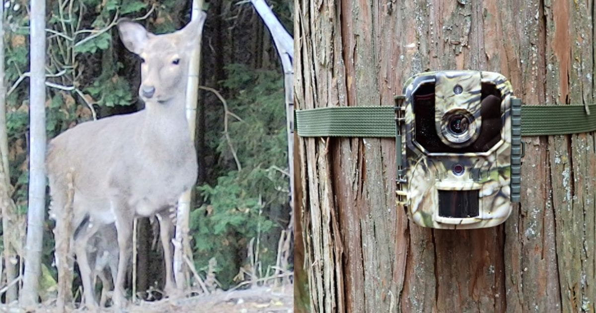 animal-control-trail-og.jpg