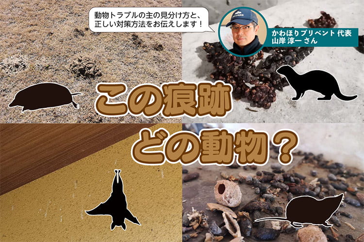 犯人はどの動物？ 庭や家で見つけた謎の痕跡から動物トラブルの“主”の正体を探る