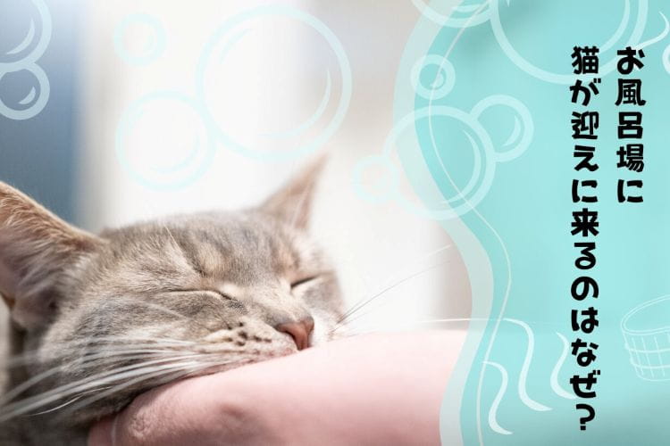 お風呂場に猫が迎えに来るのはなぜ？獣医師に聞いてみた