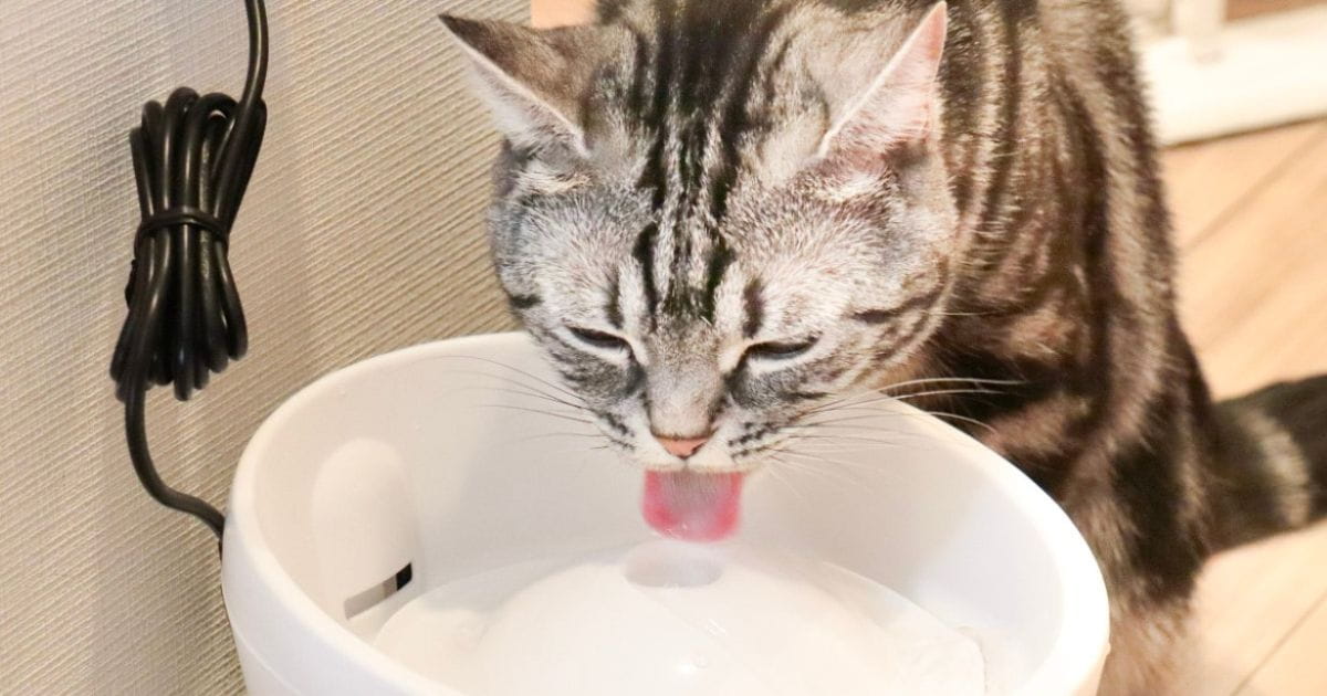 猫の水分補給を助けるのはどれ？ カインズで買える自動給水器3種を比較してみた