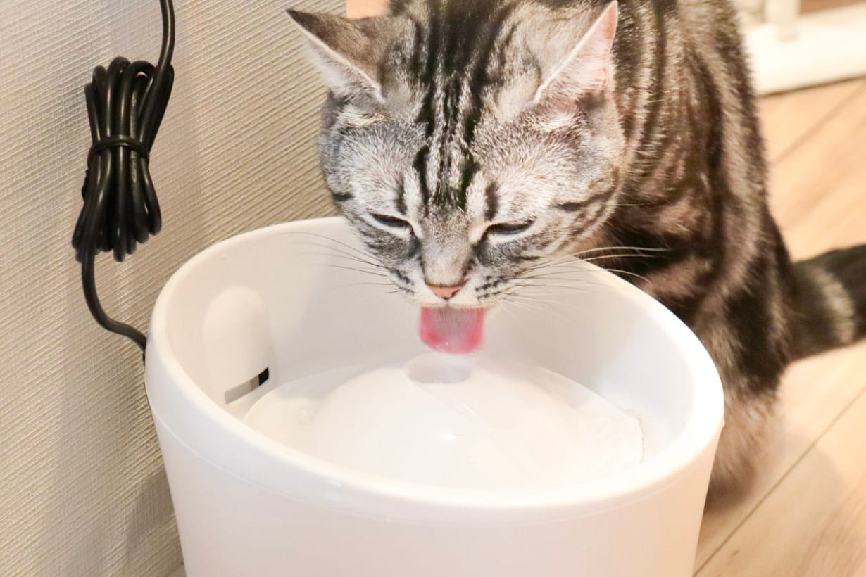 猫の水分補給を助けるのはどれ？ カインズで買える自動給水器3種を比較してみた