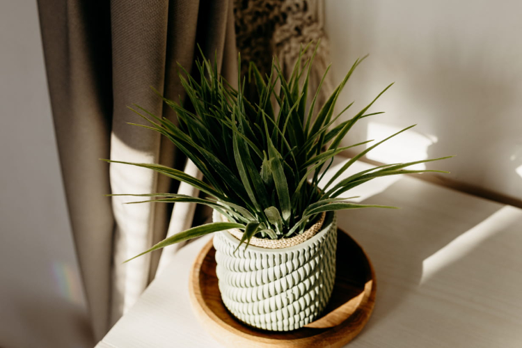 日当たりが気になる部屋でも、観葉植物は楽しめる。取り入れやすい置き方と3つの植物