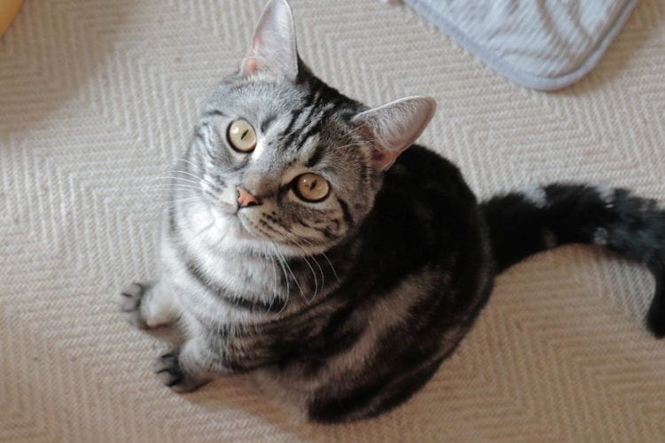 猫の夏対策、何が正解かわからないからカインズで全部試してみた話