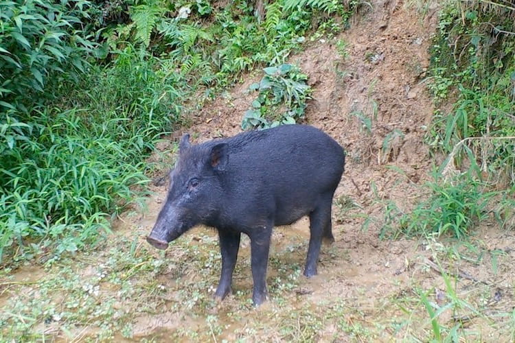イノシシがなぜ島に？ 海を渡る“謎の行動”を専門家に聞いた