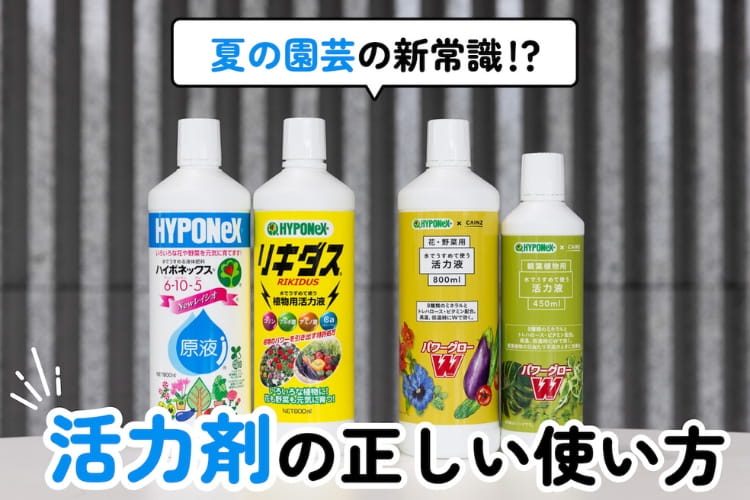 水も肥料もあげているのに枯れるのはなぜ？ メーカーが教える「失敗しにくい夏の園芸」