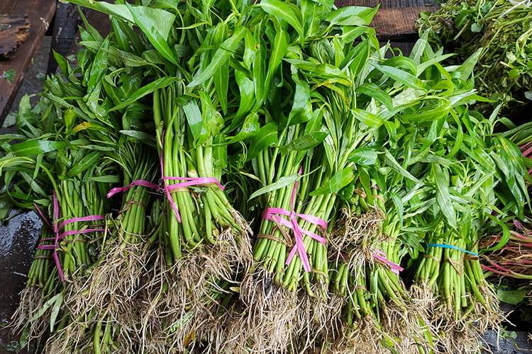 クウシンサイ（空芯菜）の育て方｜初心者でもプランターで収穫しやすい夏野菜