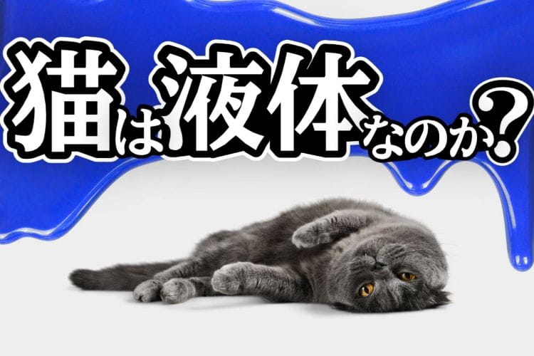 「猫は液体」ってどういうこと？ 猫研究者に聞く、猫と科学