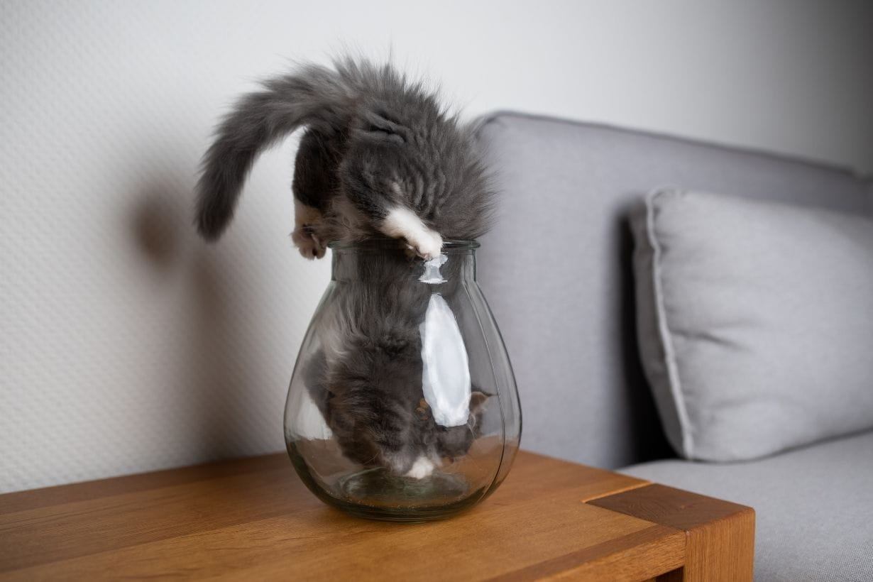 猫 は 液体