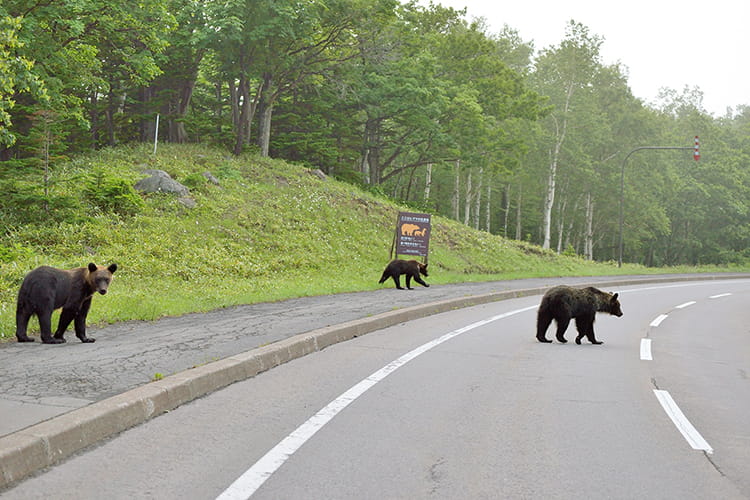 クマと遭遇したらどうすればいいの？ 専門家に聞く、リアルな共存方法と命の守り方