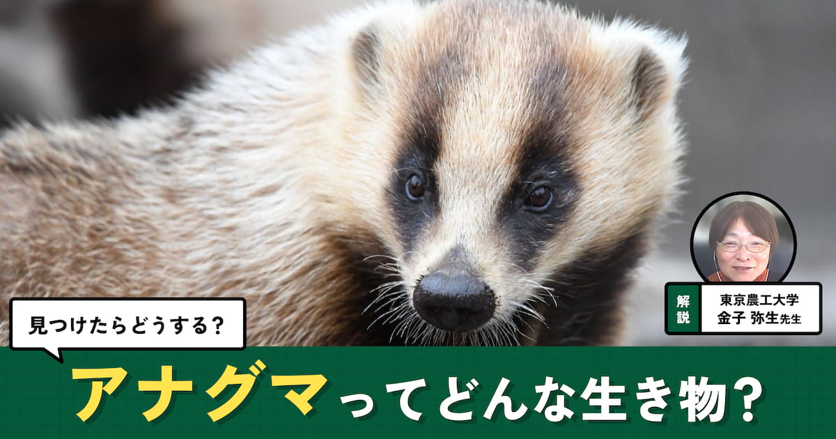 アナグマとは？ 生態や特徴、見つけたときの対応を専門家に聞いた