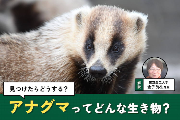 アナグマとは? 生態や特徴、見つけたときの対応を専門家に聞いた アナグマとは? 生態や特徴、見つけたときの対応を専門家に聞いた