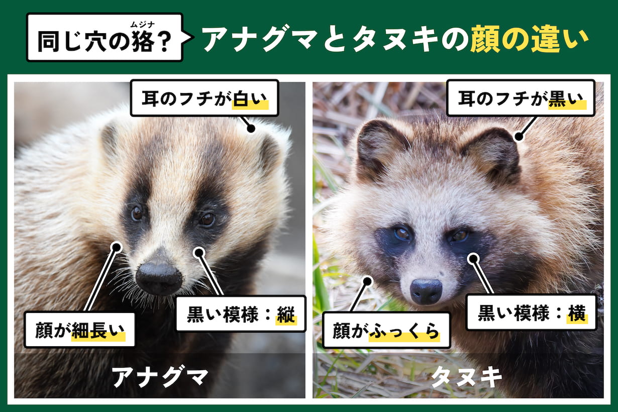 アナグマとは？ 生態や特徴、見つけたときの対応を専門家に聞いた