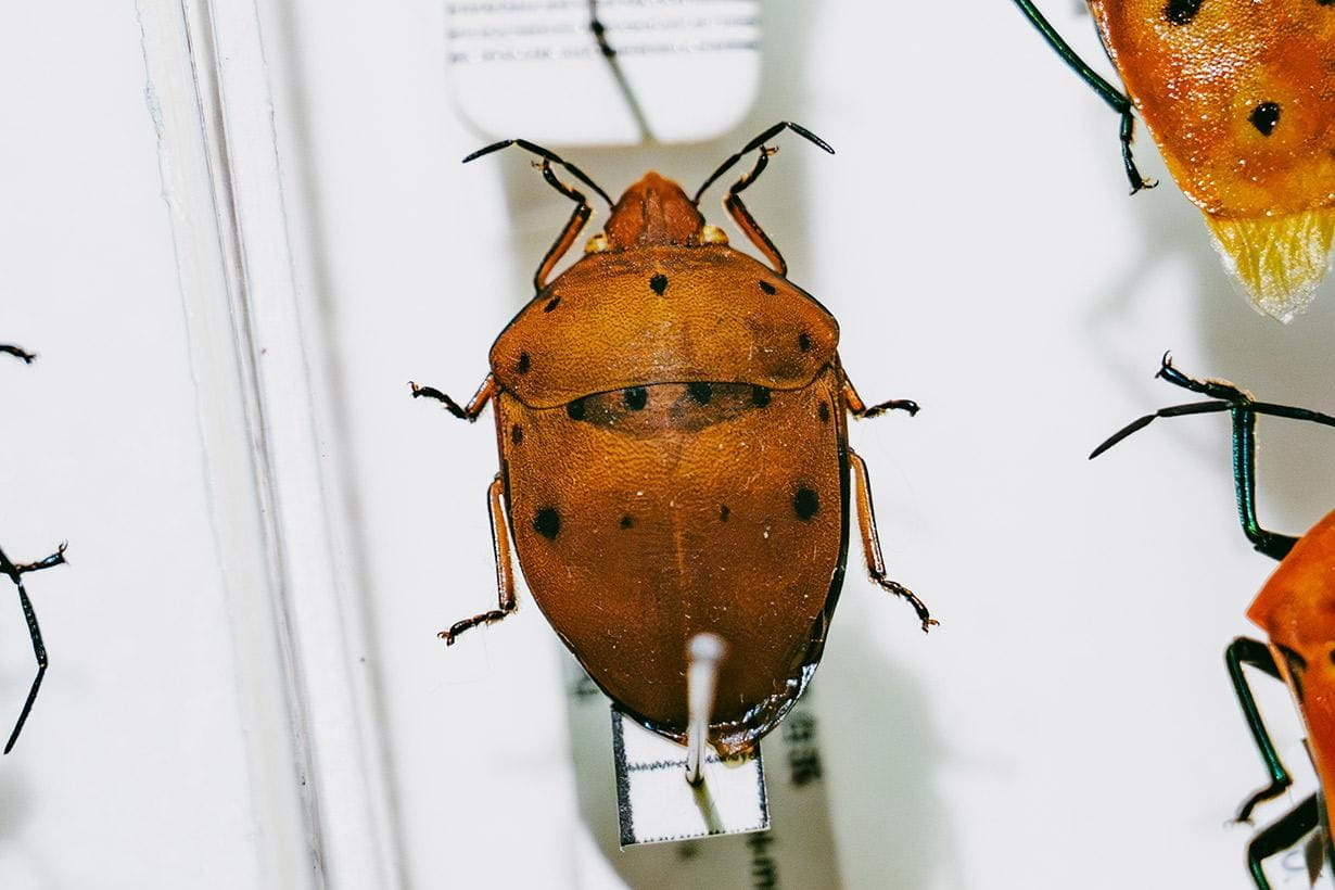 見つけたら超ラッキー！ 大量発生するカメムシの中にもいる「激レア
