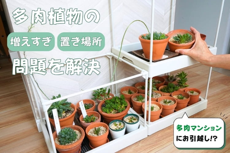 増えすぎた多肉植物を植え替えて、新築「多肉マンション」に引っ越しさせてみた!