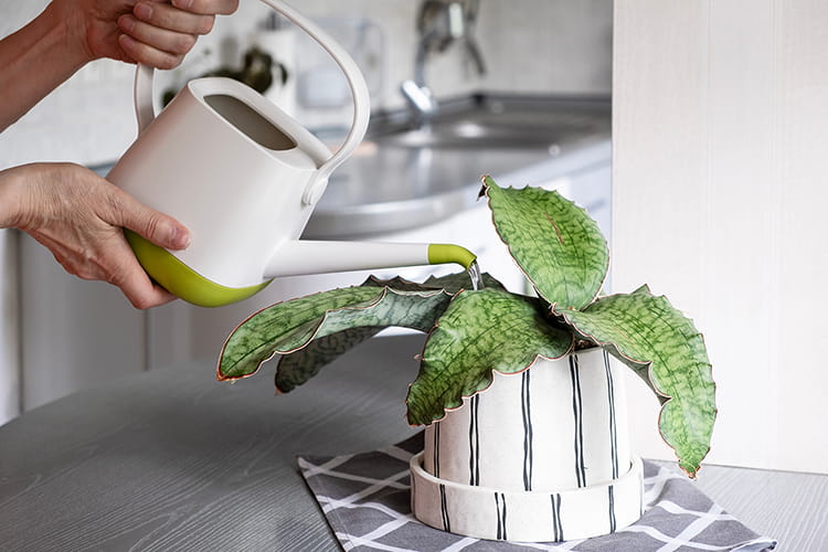 キッチンで観葉植物を枯らさない置き方｜水ハネ・油汚れを防ぐお手入れのコツ