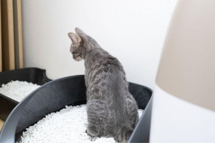 猫のおしっこpHチェックツールはどこまで参考になる？ 使い方と受診目安を獣医師が解説