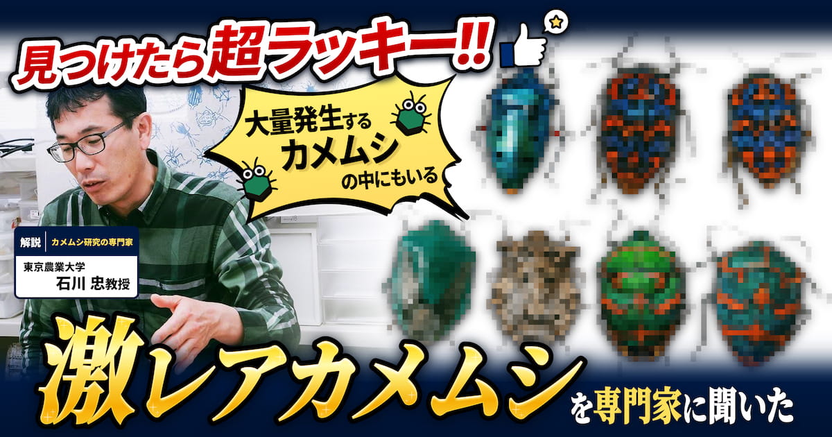 見つけたら超ラッキー！ 大量発生するカメムシの中にもいる「激レア