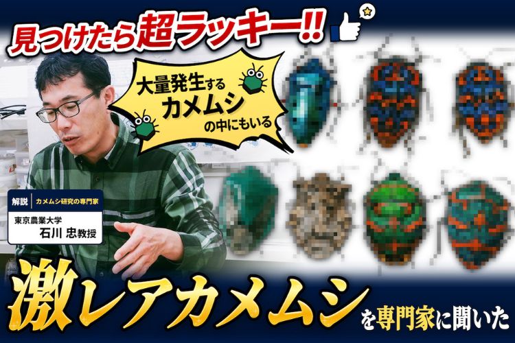 見つけたら超ラッキー！ 大量発生するカメムシの中にもいる「激レアカメムシ」を専門家に聞いた