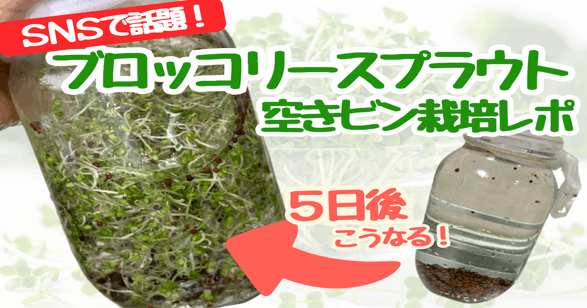 SNSで話題】水と空きビンだけで5日で育つ「ブロッコリースプラウト」の