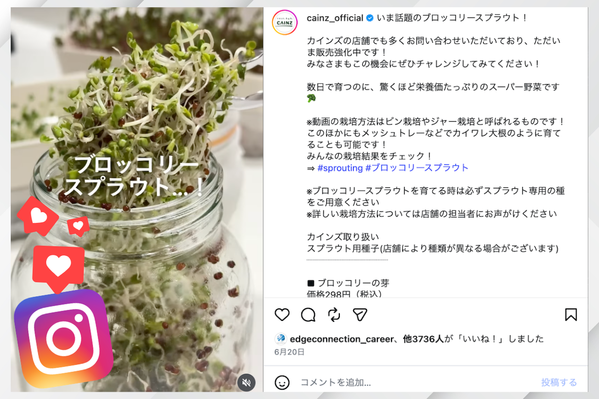 流行り 話題のブロッコリースプラウト 種 栽培 SNSで話題】水と空きビンだけで5日で育つ「ブロッコリースプラウト」の