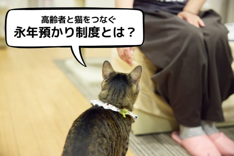 シニア世帯や単身でも猫と暮らせる? “もしも”に備える「永年預かり制度」という新しい選択肢