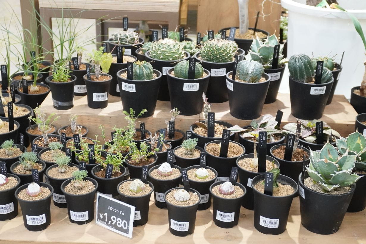 塊根植物って難しくない？ 植物ガチ勢のカインズ社員に聞いた「最初の1