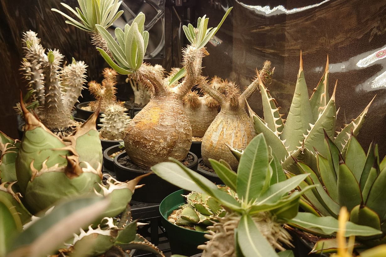 塊根植物・コーデックス Kawasakiz1 塊根植物・コーデックス