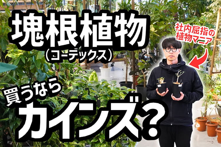 塊根植物って難しくない？ 植物ガチ勢のカインズ社員に聞いた「最初の1株の選び方」