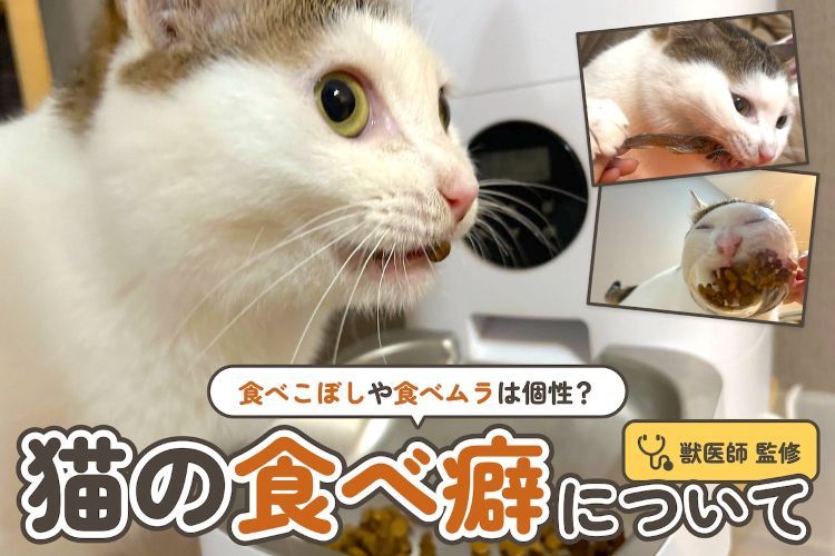 うちの猫、ごはんを食べるのがヘタ？ 透明な器で下からのぞいてみた